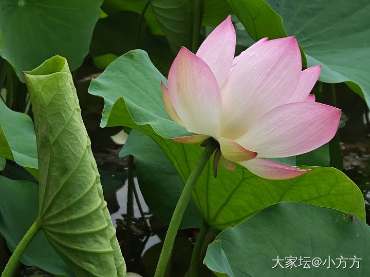 花越来越多了_花
