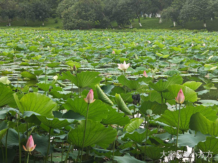 花越来越多了_花