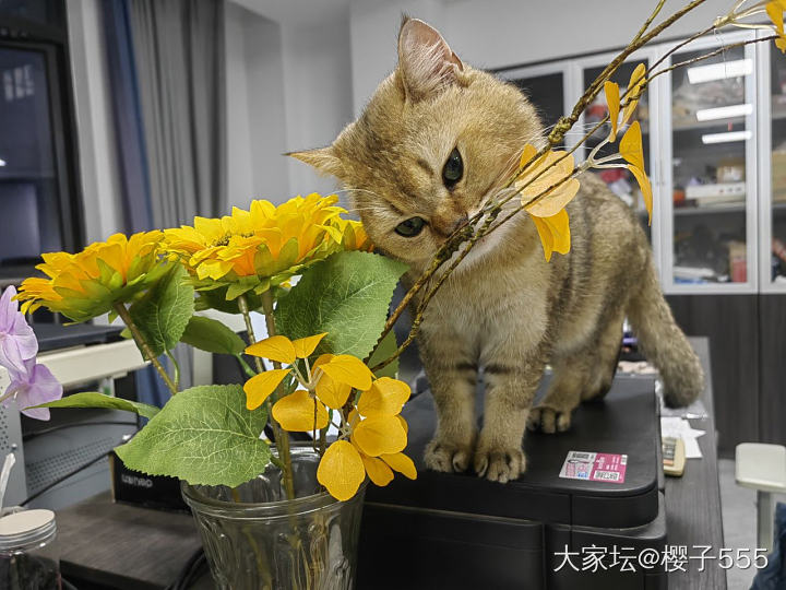 金渐层有没有姐妹想养_猫
