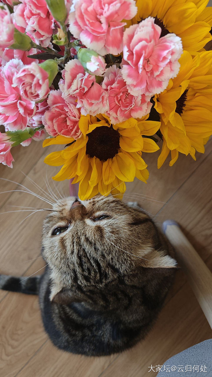 金渐层有没有姐妹想养_猫
