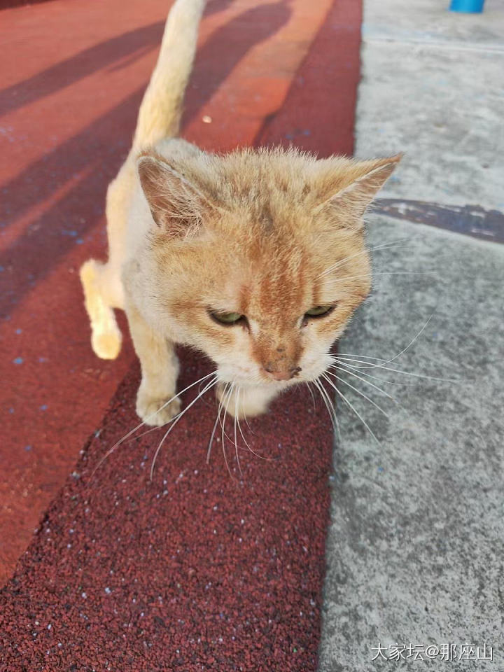 金渐层有没有姐妹想养_猫