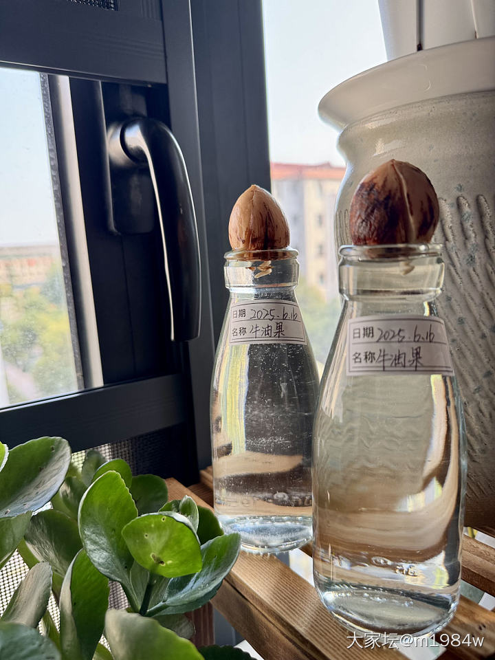 尝试牛油果🥑先水培、再土培：）_闲聊