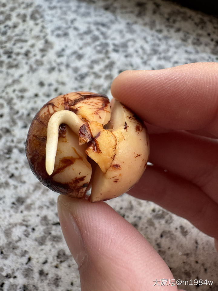 尝试牛油果🥑先水培、再土培：）_闲聊
