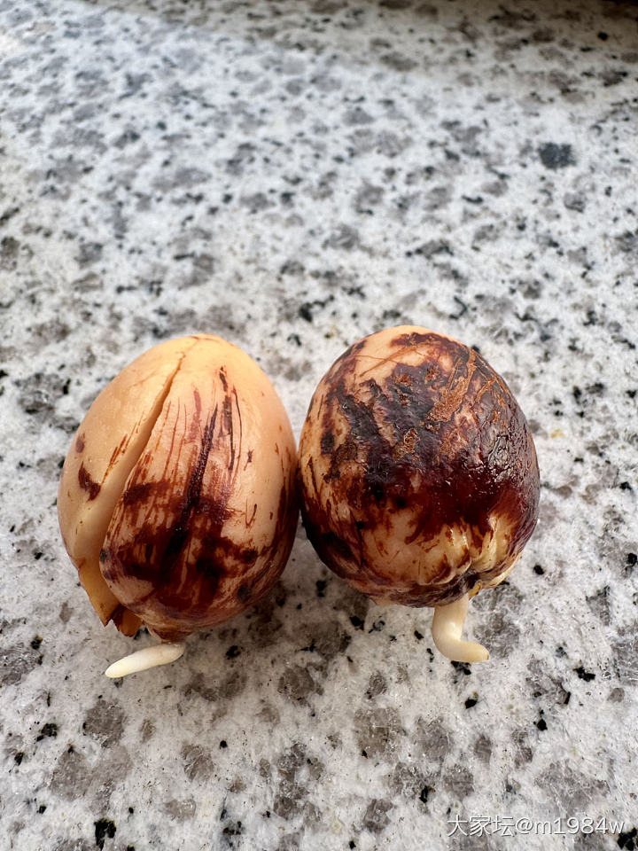 尝试牛油果🥑先水培、再土培：）_闲聊