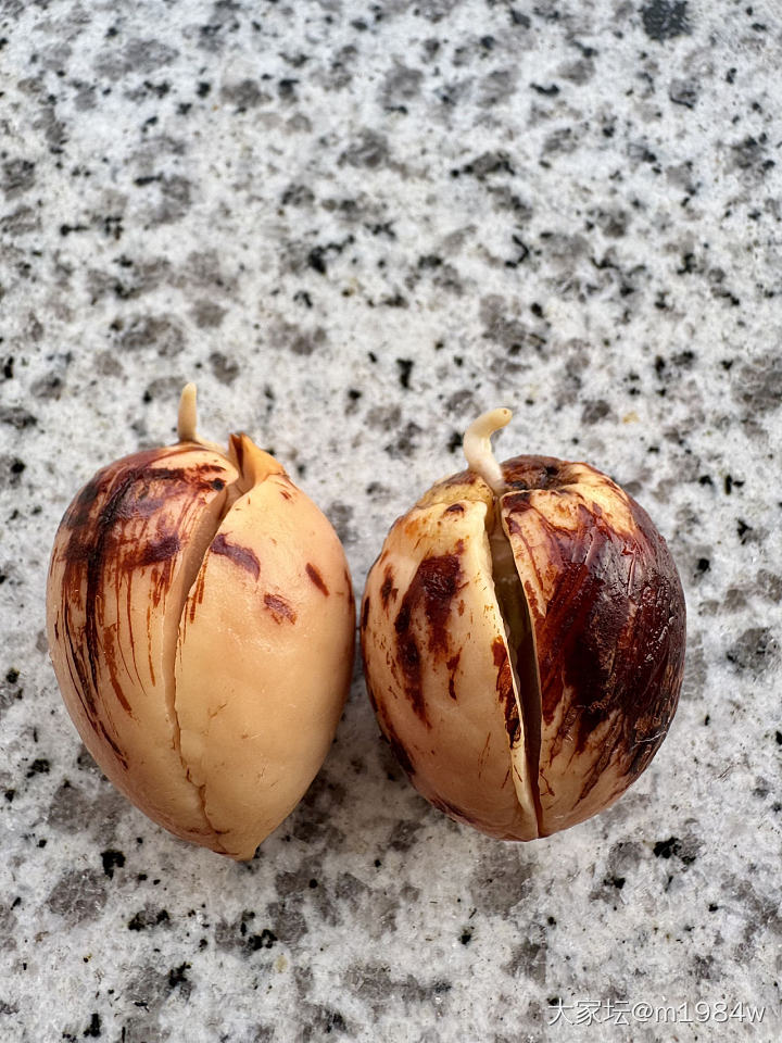 尝试牛油果🥑先水培、再土培：）_闲聊