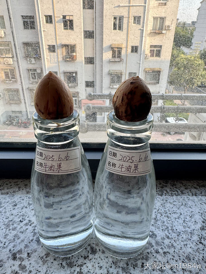 尝试牛油果🥑先水培、再土培：）_闲聊