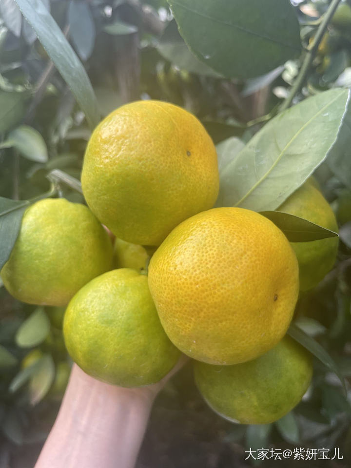 淘宝双11活动—香甜寻乌蜜橘_金