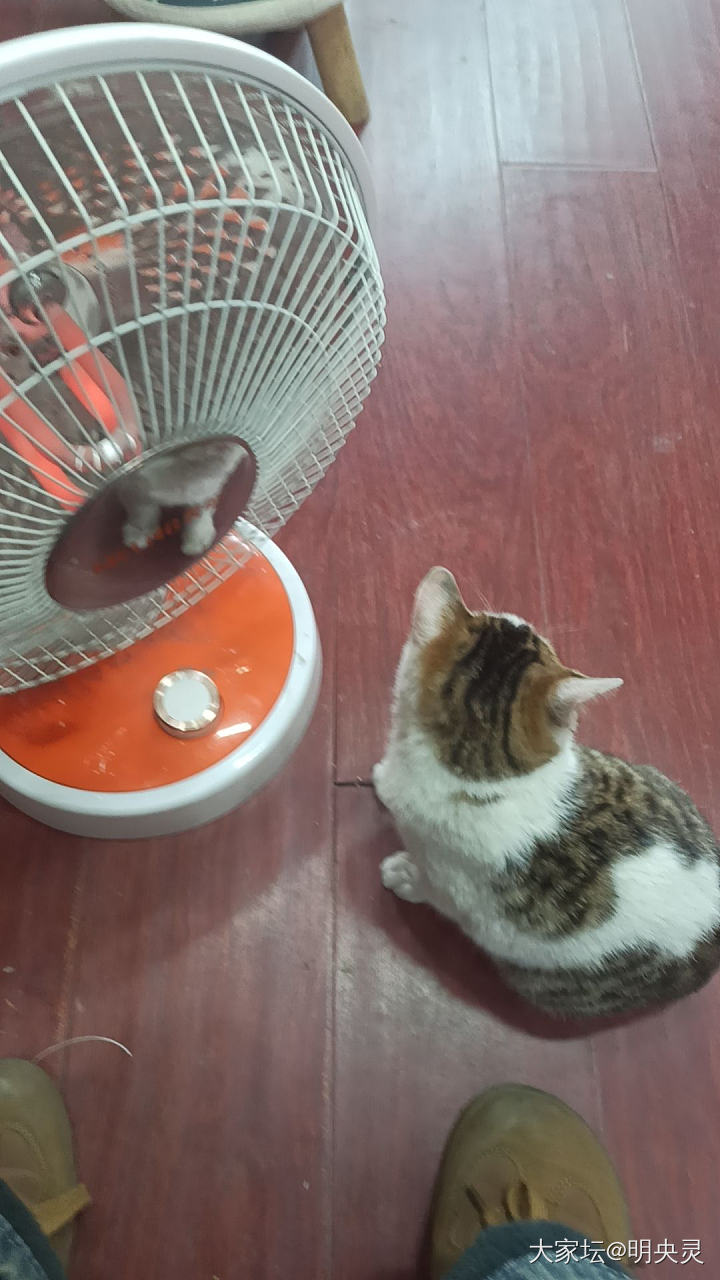 我们的缘分只有这90天_猫