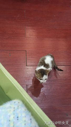 我们的缘分只有这90天_猫