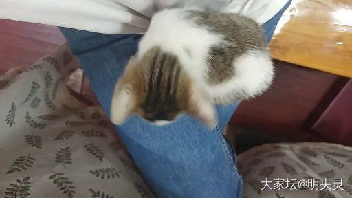 我们的缘分只有这90天_猫