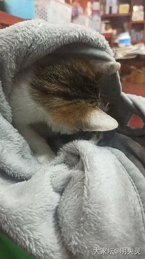 我们的缘分只有这90天_猫