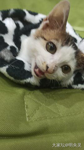 我们的缘分只有这90天_猫