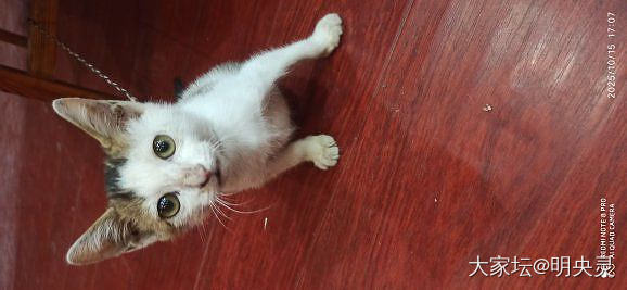 我们的缘分只有这90天_猫