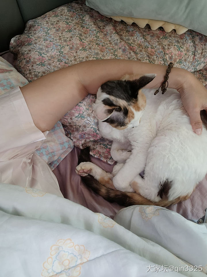 俺家二猫突然会踩奶了！_猫