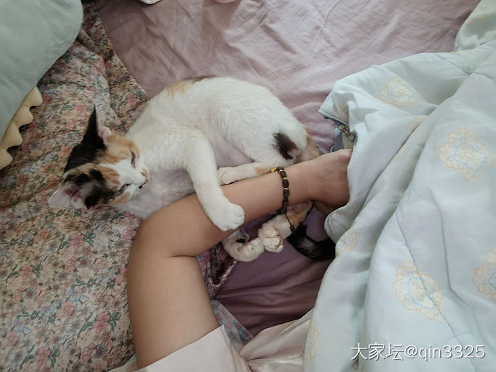 俺家二猫突然会踩奶了！_猫