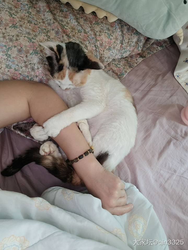 俺家二猫突然会踩奶了！_猫