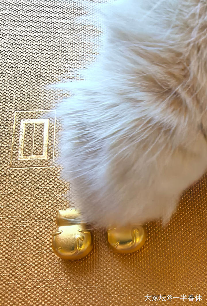 我也有小猫咪啦_金