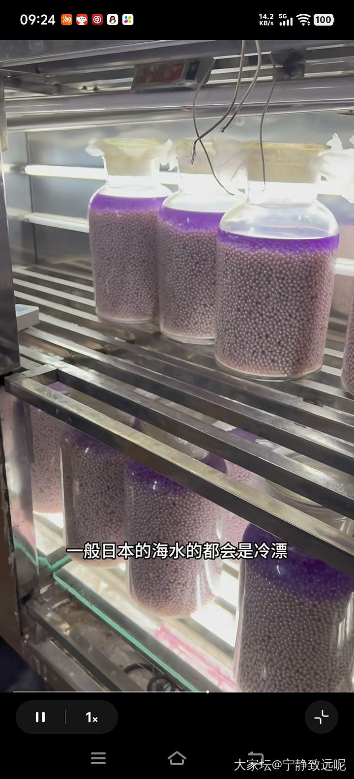 扎心了老铁，原来珍珠都要漂白的，淡水 akoya 澳白都这样....._珍珠有机宝石