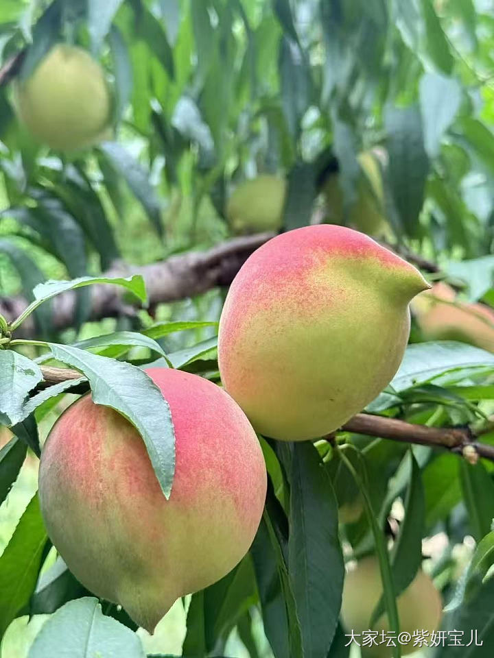 脆甜鹰嘴桃_金