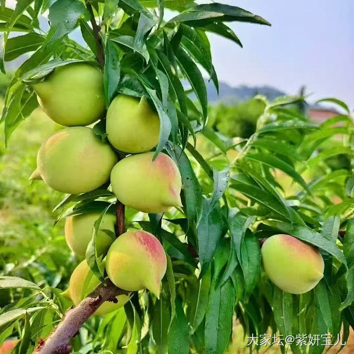 脆甜鹰嘴桃_金