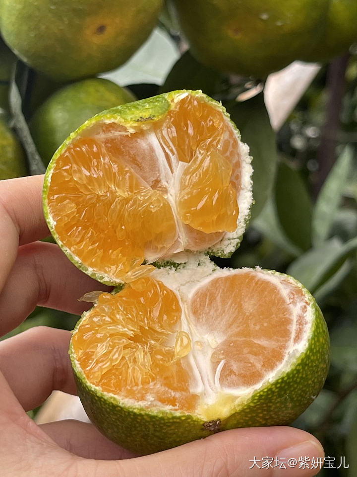 正宗赣南寻乌蜜桔开售啦_品味