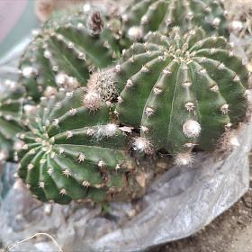 彩草仙人球粉色有花苞了