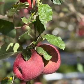四川大凉山的盐源苹果