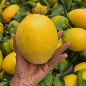 来自本地温泉小镇的纽荷尔脐橙