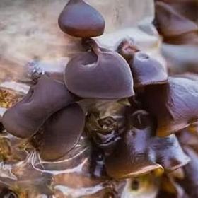 姐妹们快来买香菇木耳了，再推销一下