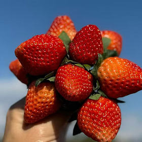 攀枝花本地甜甜的草莓