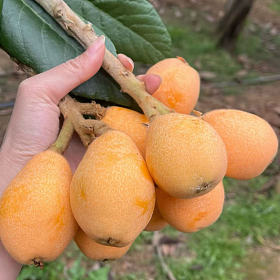 攀枝花早春枇杷～尝鲜～