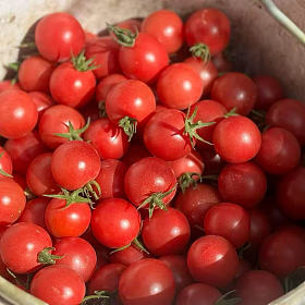 我们家的小番茄 可以做到颗颗爆汁～味道更是不用多说了！一个字“绝”！！