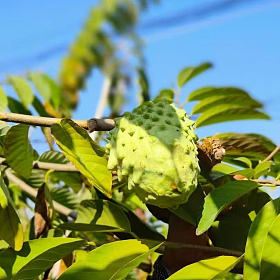 超级好吃的冰淇淋口感释迦果！