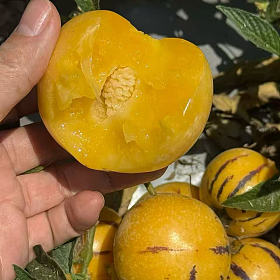 好吃的人参果，自带一种蜜瓜冰淇淋的味道，