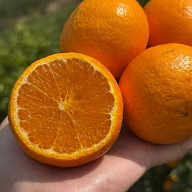 来自高原上的甜蜜沃柑