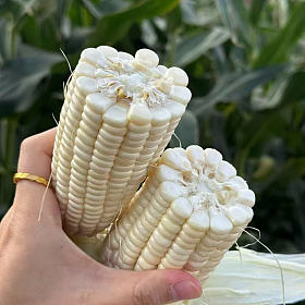 攀枝花牛奶玉米【每日新鲜采摘·顺丰直达】