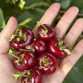 车厘子的天花板【甜度20➕】 【镜面车厘子】