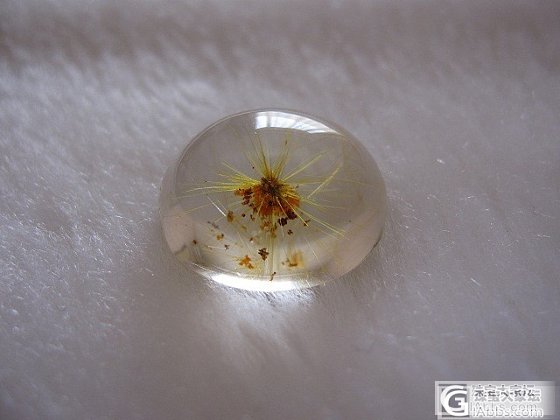 金 发 晶 花  VS  金 太 阳 花_水晶