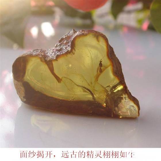 虫珀记_有机宝石