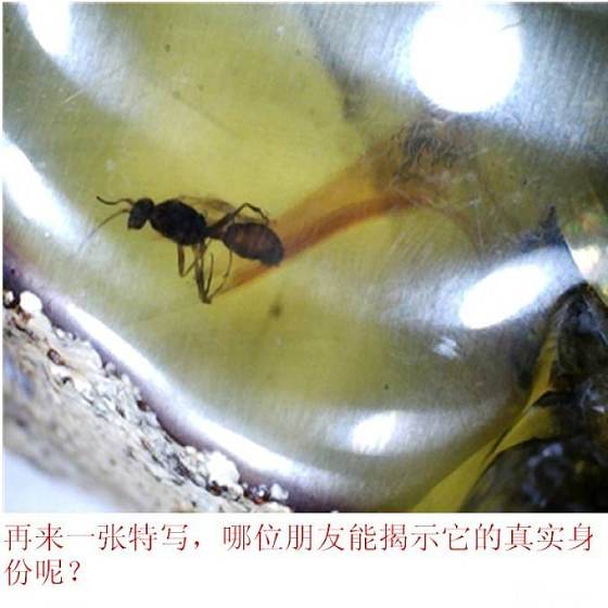 虫珀记_有机宝石