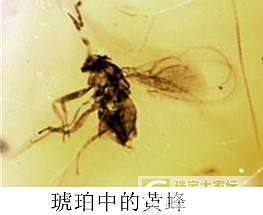 虫珀记_有机宝石