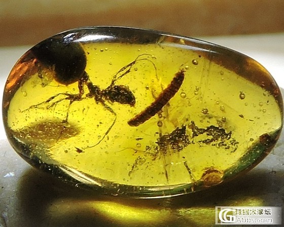 虫虫一堆_虫珀