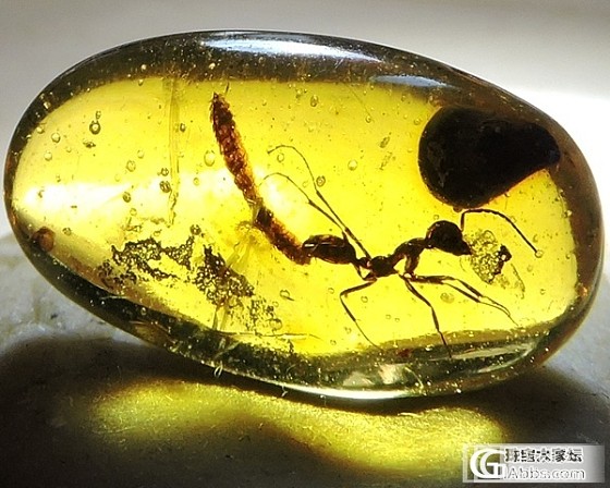 虫虫一堆_虫珀