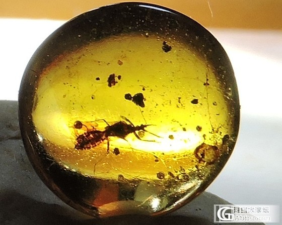 虫虫一堆_虫珀