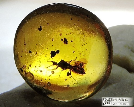 虫虫一堆_虫珀