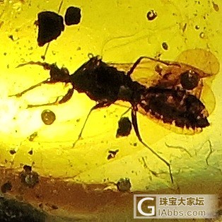 虫虫一堆_虫珀