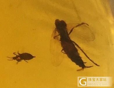 新拍的虫，抚顺老虫珀。_琥珀