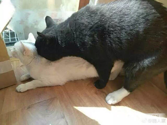 网友家的白猫正跟外面的一只猫对视着，被家里的黑猫看到后...