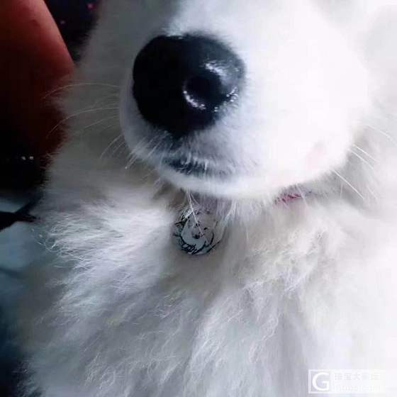 帅气的狗狗，戴上影雕项圈，就是不一样，瞬间变帅了，秀秀_吊坠