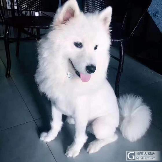帅气的狗狗，戴上影雕项圈，就是不一样，瞬间变帅了，秀秀_吊坠